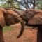 Next-door neighbour: How Kenyans learnt to live with elephants as an environmental and economic resource
