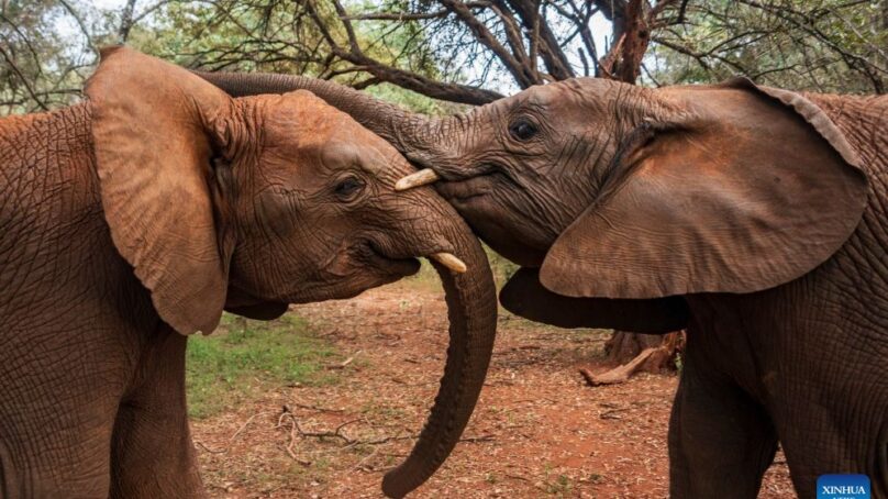 Next-door neighbour: How Kenyans learnt to live with elephants as an environmental and economic resource