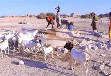 Severe drought devastates pastoral livelihoods in Somalia against backdrop of war and terrorism