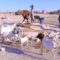 Severe drought devastates pastoral livelihoods in Somalia against backdrop of war and terrorism