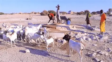 Severe drought devastates pastoral livelihoods in Somalia against backdrop of war and terrorism
