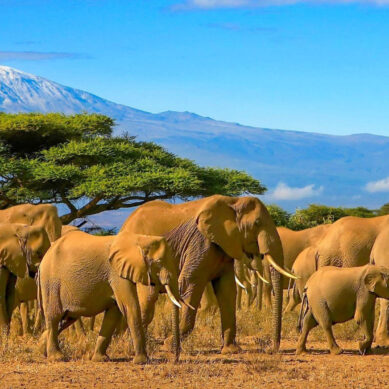 Ministry: Earnings from Kenya’s tourism industry leapt by 52 per cent to $4.4 billion in the 2025-26 financial year