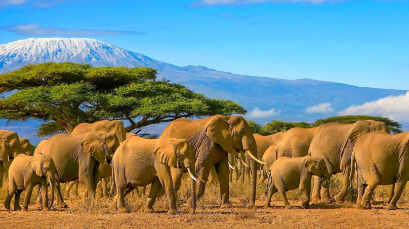 Ministry: Earnings from Kenya’s tourism industry leapt by 52 per cent to $4.4 billion in the 2025-26 financial year