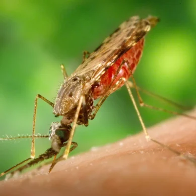 Study discovers new malaria approach that turns mosquito bites into immune boosters