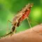 Study discovers new malaria approach that turns mosquito bites into immune boosters