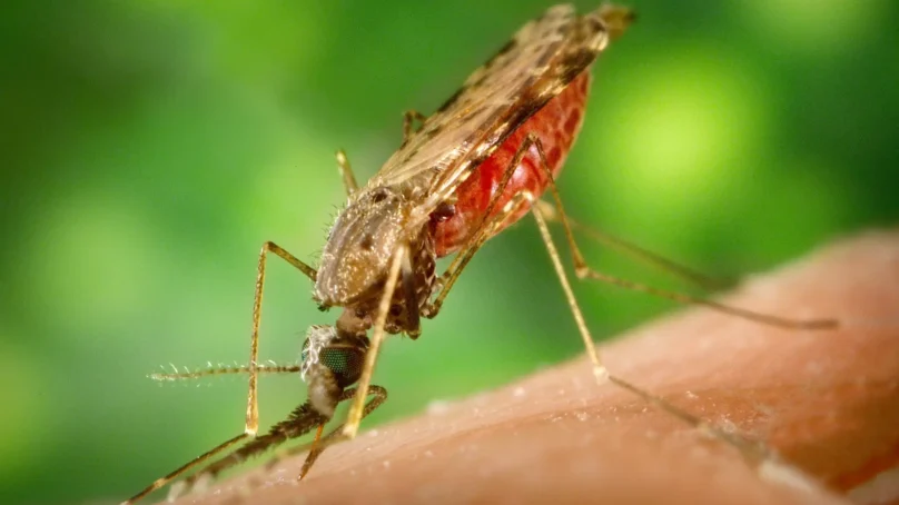 Study discovers new malaria approach that turns mosquito bites into immune boosters