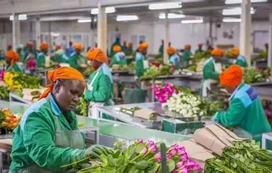 Kenya forced to source alternative markets as Middle East conflict threatens flower exports