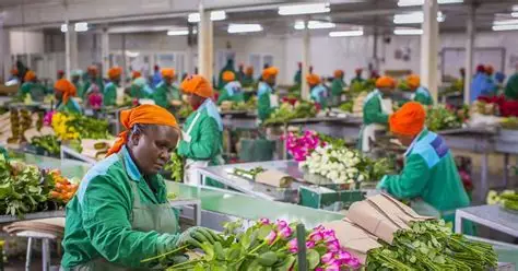 Kenya forced to source alternative markets as Middle East conflict threatens flower exports