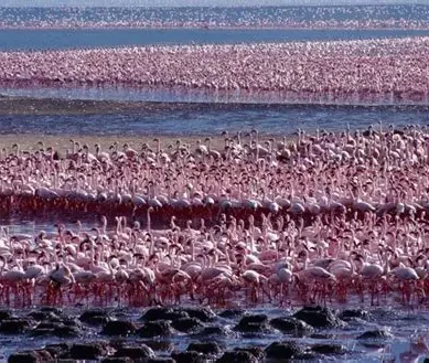 Kenya Rift Valley region grapples with imminent merger of fresh and saline water lakes