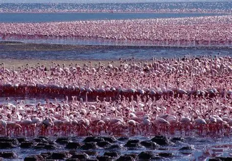 Kenya Rift Valley region grapples with imminent merger of fresh and saline water lakes  