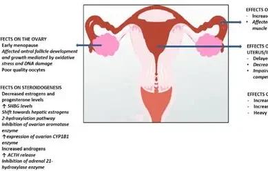 New WHO report funds close link infertility in women, poor sperm quality and sexual dysfunction in men to tobacco smoking